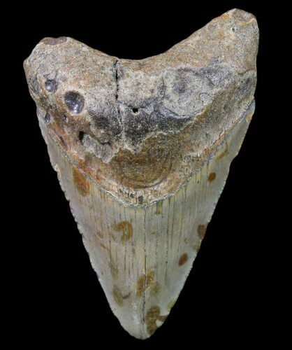 Bargain, Megalodon Tooth - North Carolina #80853